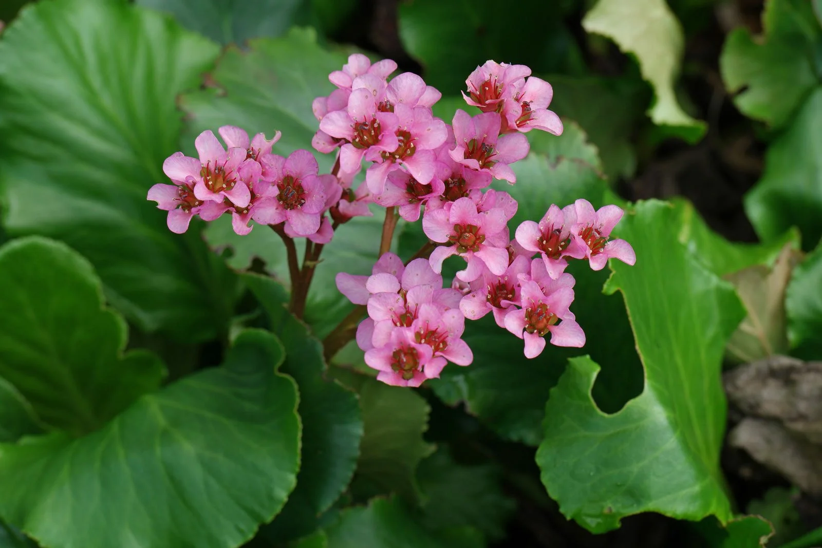 Баден цветок фото. Бадан сердцелистный rotblum. Бадан сердцелистный (Bergenia cordifolia). Бадан (Bergenia). Бадан толстолистный (в. crassifolia).